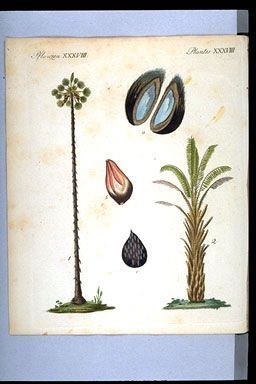 Hadrobolum - Borassus flabellifer - веерная пальма